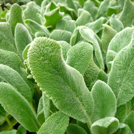 Stachys byzantina ‘Silver Carpet’ - ezelsoor