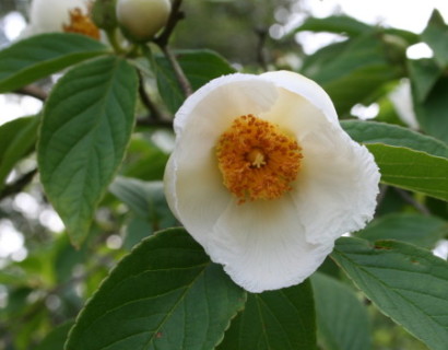 Stewartia pseudocamellia - schijncamellia, boomcamellia