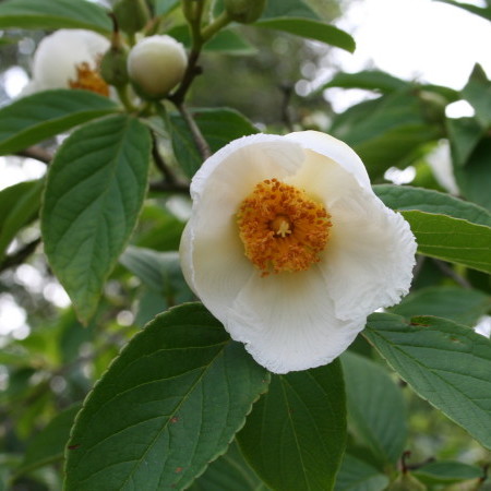 Stewartia pseudocamellia - schijncamellia, boomcamellia