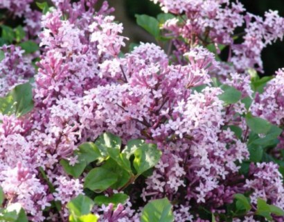 Syringa meyeri ‘Palibin’ - kleinbloemige dwergsering, kruidnagel