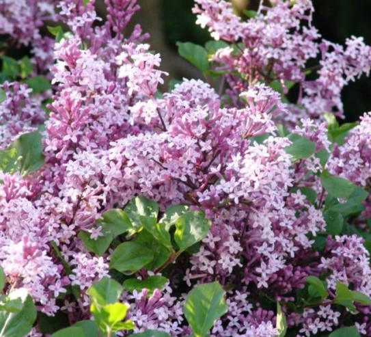 Syringa meyeri ‘Palibin’ bolvorm - Kleinbloemige dwergsering, kruidnagel