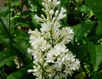 Syringa ‘Agnes Smith’