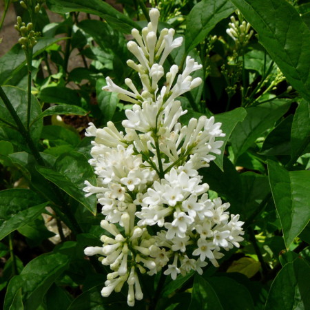 Syringa ‘Agnes Smith’ - sering, kruidnagel