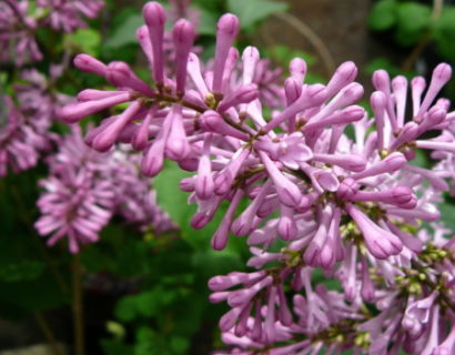 Syringa ‘Miss Elly’ - kleinbloemige dwergsering, kruidnagel