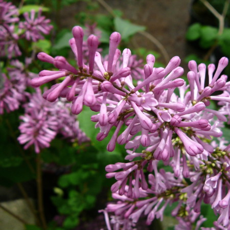 Syringa ‘Miss Elly’ - kleinbloemige dwergsering, kruidnagel