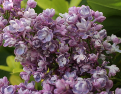 Syringa vulgaris ‘Katherine Havemeyer’ op stam - Sering, kruidnagel