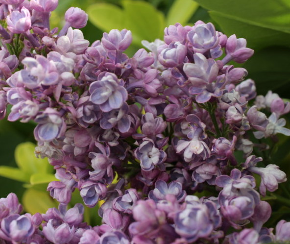 Syringa vulgaris ‘Katherine Havemeyer’ - sering, kruidnagel