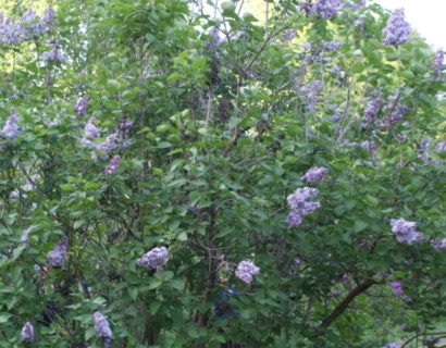 Syringa vulgaris ‘Michel Buchner’ - sering, kruidnagel