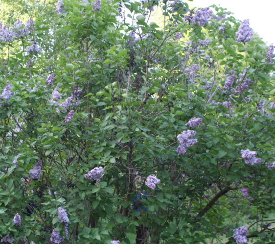 Syringa vulgaris ‘Michel Buchner’ - sering, kruidnagel