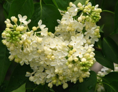 Syringa vulgaris ‘Primrose’ - sering, kruidnagel