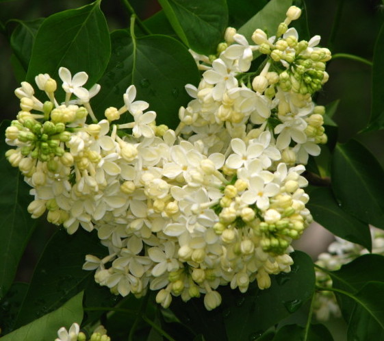 Syringa vulgaris ‘Primrose’ - sering, kruidnagel