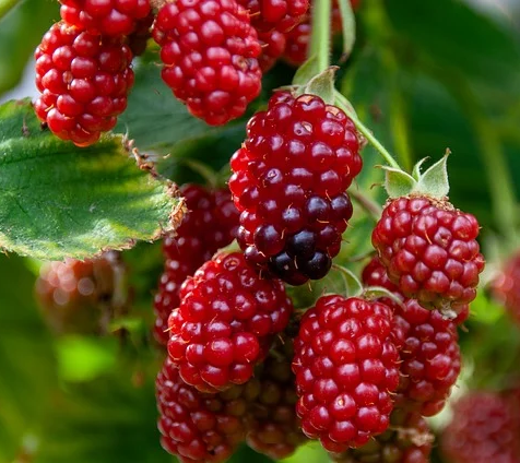 Rubus idaeus ‘Heritage’ - roze zomerframboos