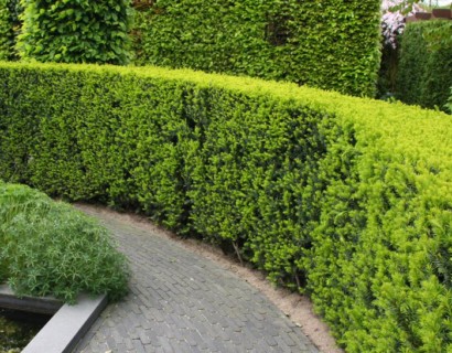 Taxus baccata - venijnboom