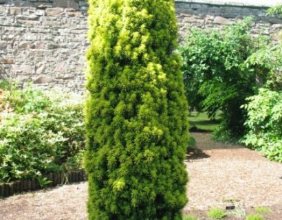 Taxus baccata ‘David’