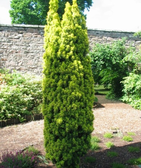 Taxus baccata ‘David’ - venijnboom