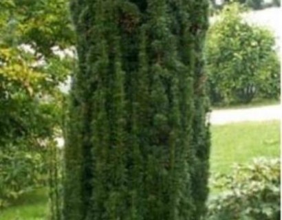 Taxus baccata ‘Fastigiata Robusta’