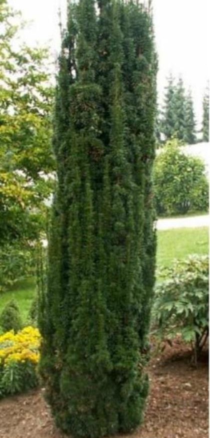 Taxus baccata ‘Fastigiata Robusta’ - venijnboom