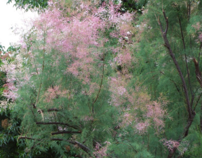 Tamarix ramosissima ‘Pink Cascade’ - tamarisk