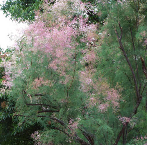 Tamarix ramosissima ‘Pink Cascade’ - tamarisk