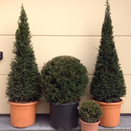 Taxus baccata - venijnboom