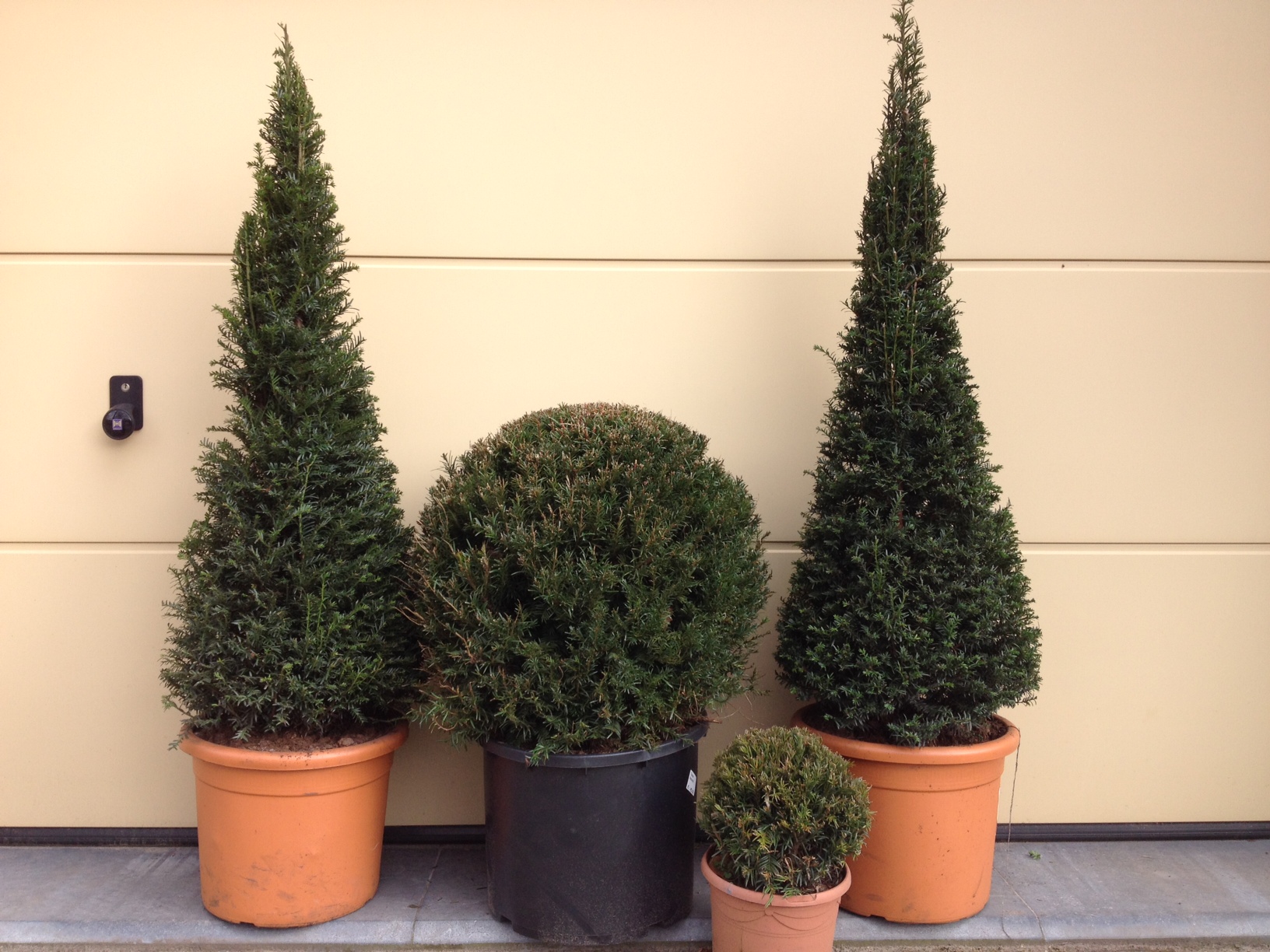 Taxus in snoeivormen.