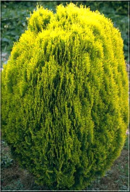 Thuja orientalis ‘Aurea Nana’ - levensboom