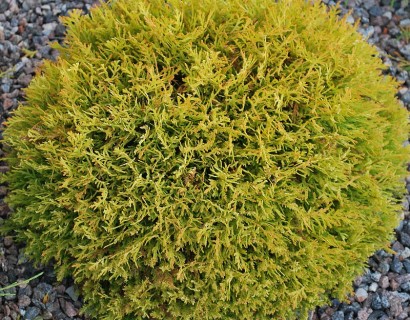 Thuja occidentalis ‘Golden Tuffet’ - levensboom