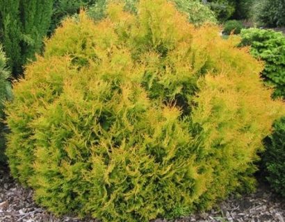 Thuja occidentalis ‘Rheingold’ - levensboom