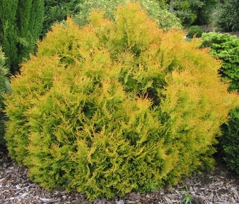 Thuja occidentalis ‘Rheingold’ - levensboom