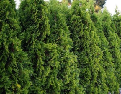 Thuja occidentalis ‘Smaragd’ - levensboom, groene haagconifeer