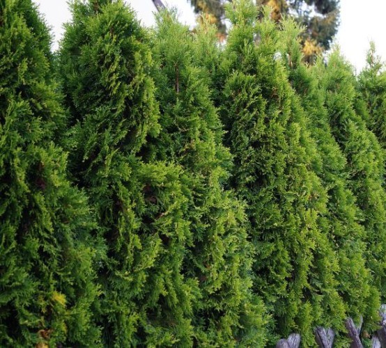 Thuja occidentalis ‘Smaragd’ - levensboom, groene haagconifeer