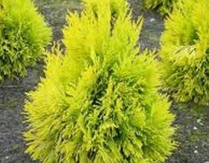 Thuja plicata ‘4ever Goldy’ - levensboom