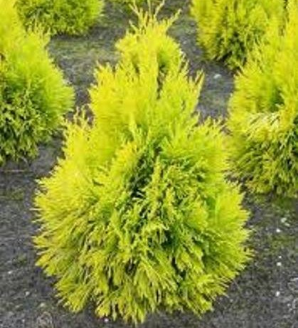 Thuja plicata ‘4ever Goldy’ - levensboom