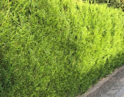 Thuja plicata ‘Atrovirens’ - levensboom, groene haagconifeer