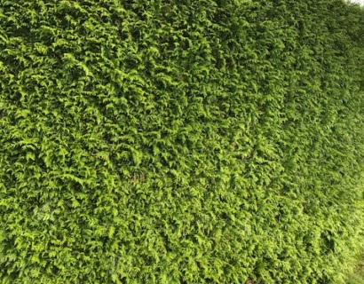 Thuja plicata ‘Excelsa’ - levensboom, groene haagconifeer