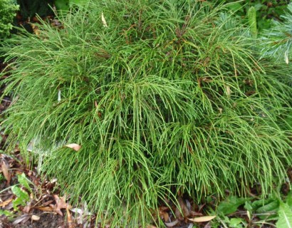 Thuja plicata ‘Whypcord’ - levensboom