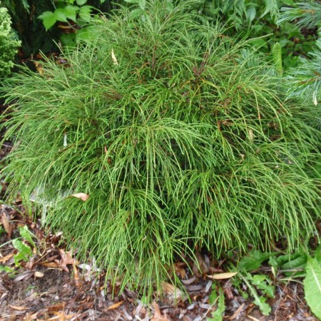 Thuja plicata ‘Whypcord’ - levensboom