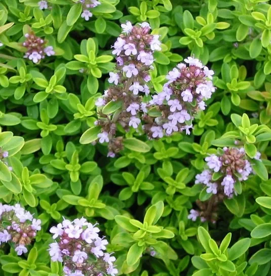 Thymus citriodorus - citroentijm