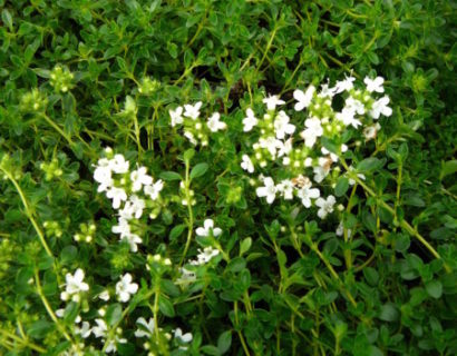 Thymus praecox ‘Albiflorus’ - kruiptijm