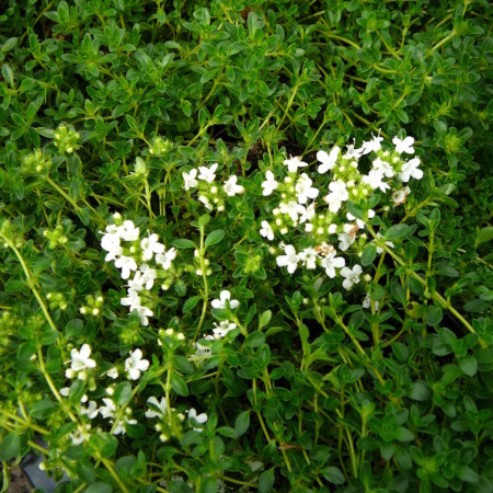 Thymus praecox ‘Albiflorus’ - kruiptijm