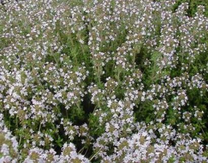 Thymus vulgaris - echte tijm