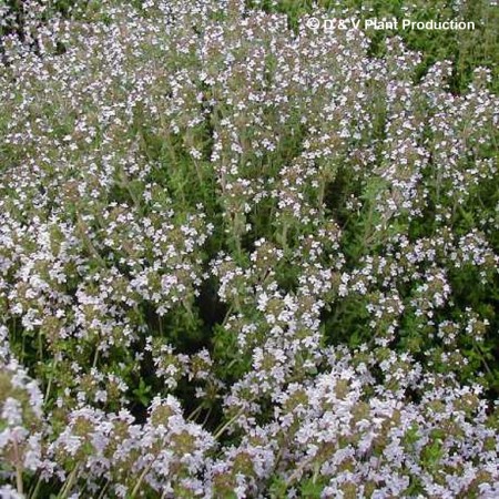 Thymus vulgaris - echte tijm