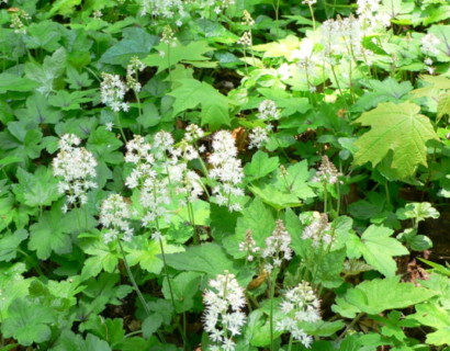 Tiarella cordifolia - perzische muts