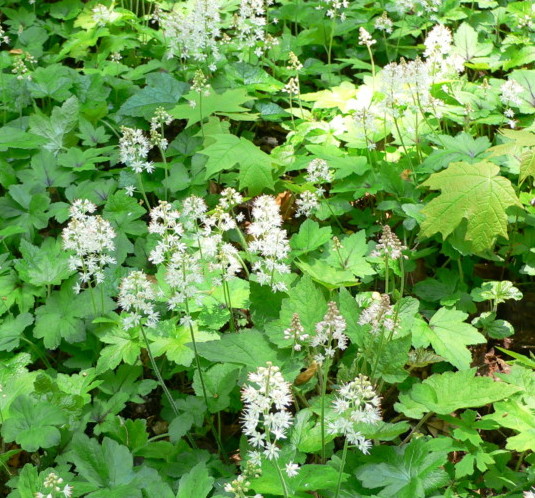 Tiarella cordifolia - perzische muts