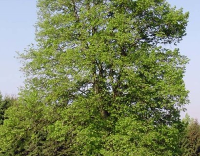 Tilia vulgaris ‘Pallida’ - koningslinde