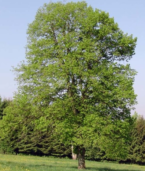 Tilia vulgaris ‘Pallida’ - koningslinde
