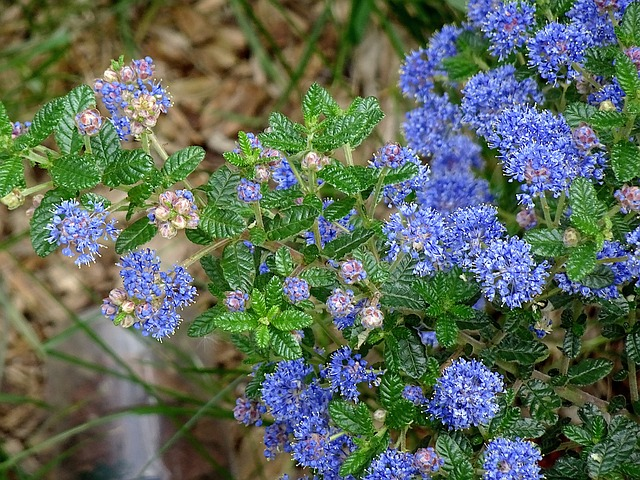 Ceanothus thyrsiflorus var. repens - Amerikaanse sering