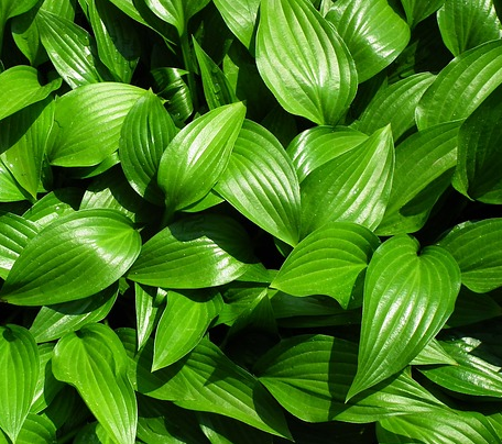 Hosta ‘Royal Standard’ - hartlelie