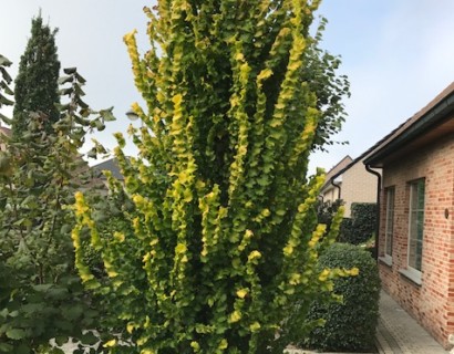 Ulmus hollandica ‘Wredei’ - goudiep