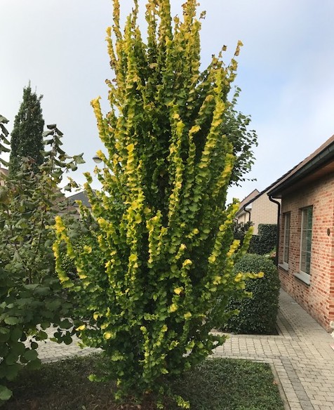 Ulmus hollandica ‘Wredei’ - goudiep